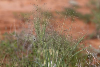 Panicum decompositum, photographed by Kym Nicolson