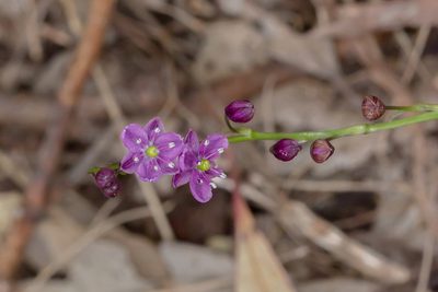 Arthropodium minus, photographed by Andrew Allen