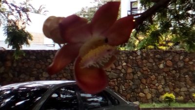 Couroupita guianensis, photographed by Juan C. Espinosa