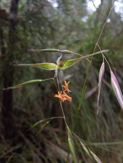 Rytidosperma clelandii, photographed by insiderelic