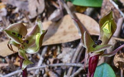 Chiloglottis gunnii, photographed by Brendan Costello