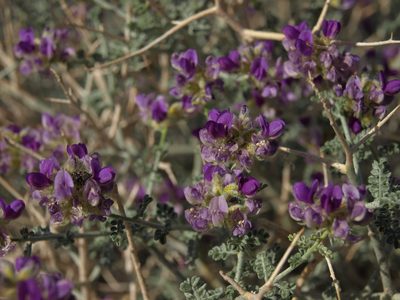 Psorothamnus polydenius, photographed by Jim Morefield