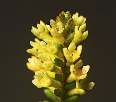 Micromyrtus littoralis, photographed by Tony Eales