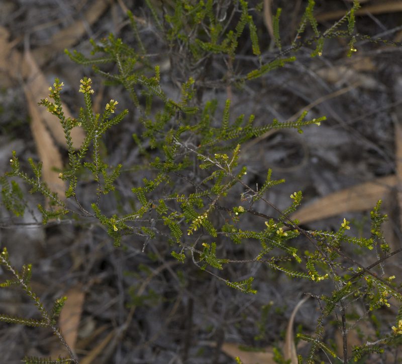 Micromyrtus littoralis, photographed by Tony Eales