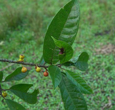 Ficus nervosa, photographed by Rejoice Gassah