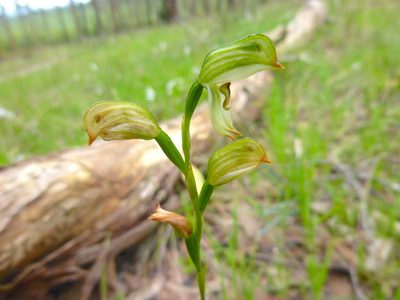 Pterostylis melagramma, photographed by Kiri Bee