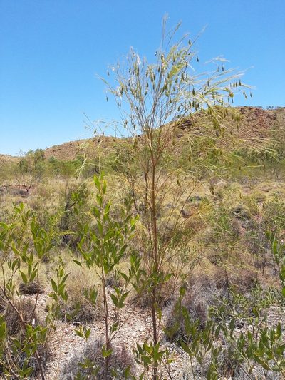 Templetonia hookeri, photographed by T. Hammer