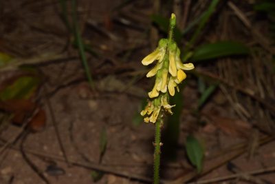 Eriosema cordatum, photographed by Sunčana Bradley