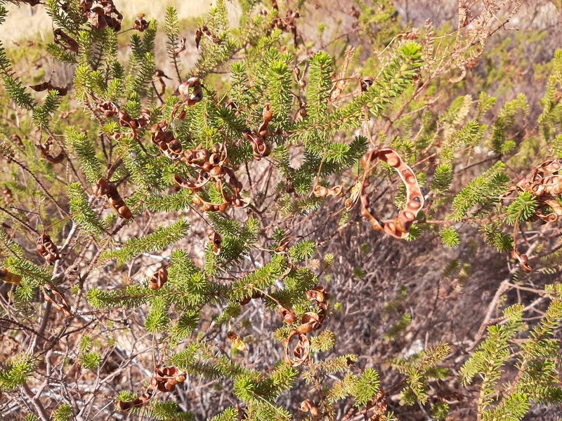 Acacia spondylophylla, photographed by T. Hammer