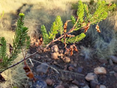 Acacia spondylophylla, photographed by T. Hammer
