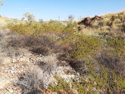 Acacia spondylophylla, photographed by T. Hammer