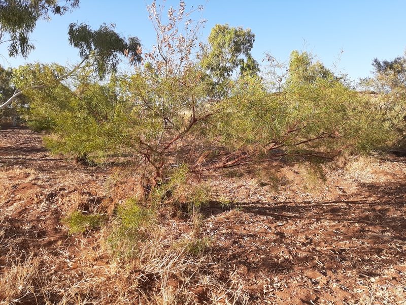 Acacia trachycarpa, photographed by T. Hammer