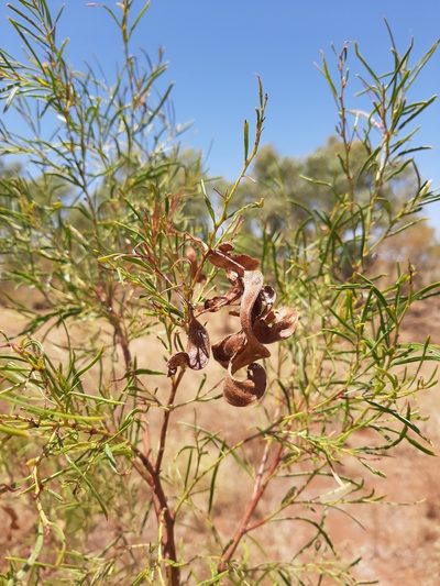 Acacia trachycarpa, photographed by T. Hammer