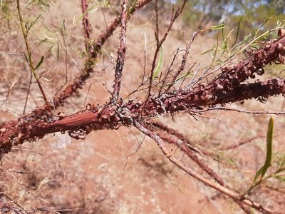 Acacia trachycarpa, photographed by T. Hammer