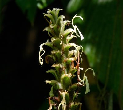Larsenianthus careyanus, photographed by Rejoice Gassah