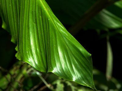 Larsenianthus careyanus, photographed by Rejoice Gassah