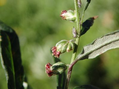 Artemisia verlotiorum, photographed by Carminda Santos