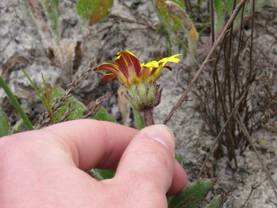Arctotis angustifolia, photographed by Jeremy Gilmore