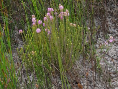 Stilbe ericoides, photographed by Jeremy Gilmore