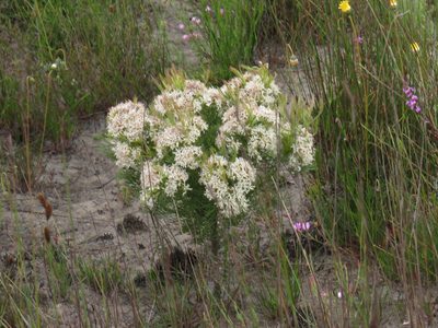 Serruria decipiens, photographed by Jeremy Gilmore