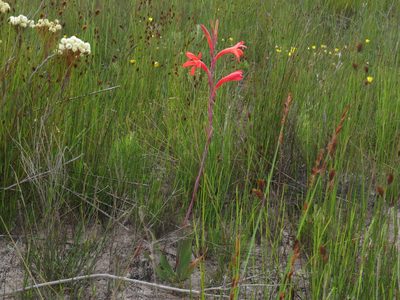 Watsonia coccinea, photographed by Jeremy Gilmore