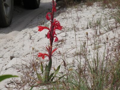 Watsonia coccinea, photographed by Jeremy Gilmore