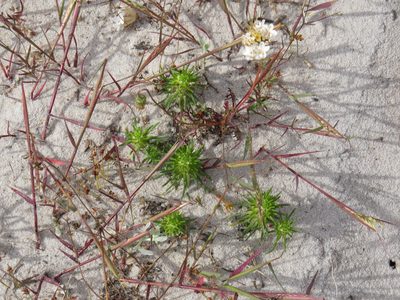 Dischisma capitatum, photographed by Jeremy Gilmore