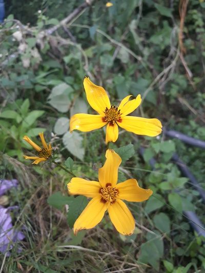 Bidens bicolor, photographed by Saban-Sequén, E.A.