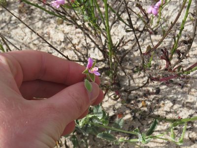 Pelargonium oenotherae, photographed by Jeremy Gilmore