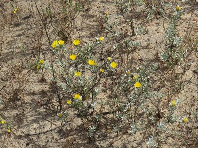 Oedera rotundifolia, photographed by Jeremy Gilmore