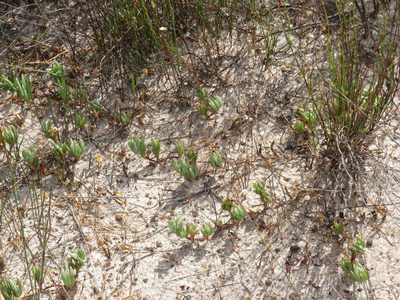 Lampranthus reptans, photographed by Jeremy Gilmore