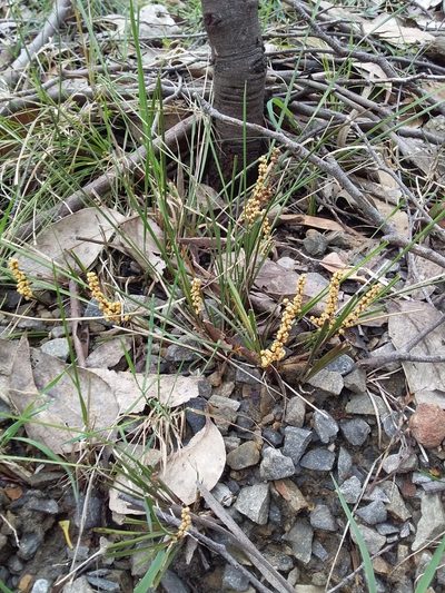 Lomandra sororia, photographed by insiderelic