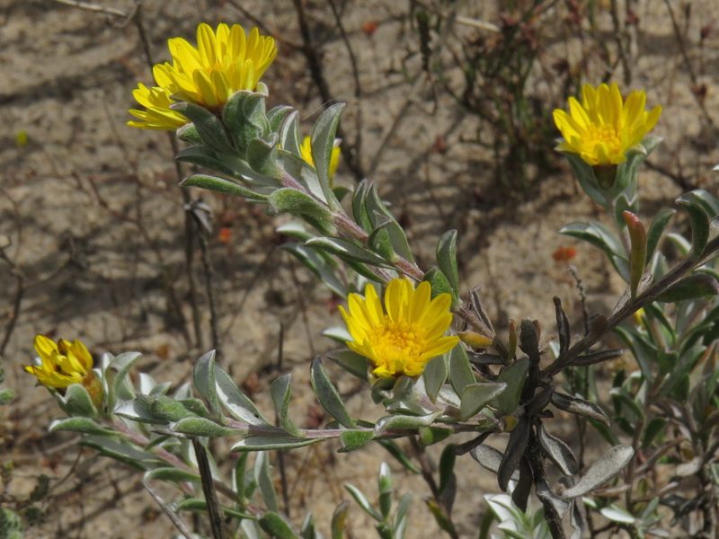 Oedera rotundifolia, photographed by Jeremy Gilmore