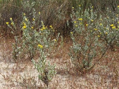 Oedera rotundifolia, photographed by Jeremy Gilmore