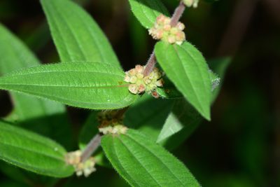 Gonostegia pentandra, photographed by S.MORE