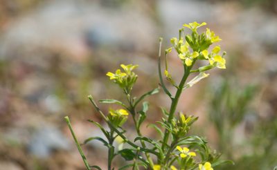 Erysimum repandum, photographed by Kevin Faccenda