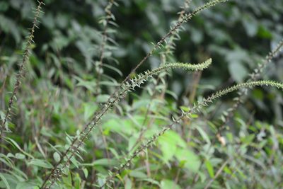 Gonostegia pentandra, photographed by S.MORE