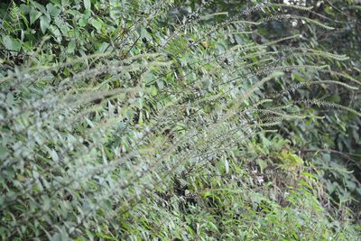 Gonostegia pentandra, photographed by S.MORE