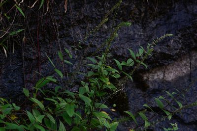 Gonostegia pentandra, photographed by S.MORE