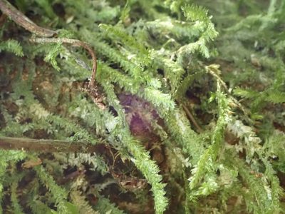 Alleniella hymenodonta, photographed by John Steel