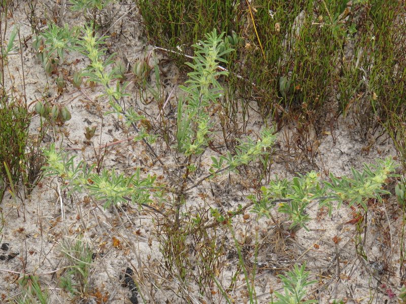 Psoralea bolusii, photographed by Jeremy Gilmore
