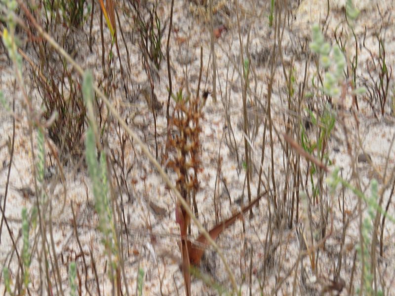 Wurmbea inusta, photographed by Jeremy Gilmore