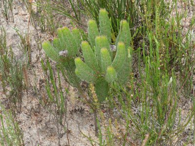 Serruria brownii, photographed by Jeremy Gilmore