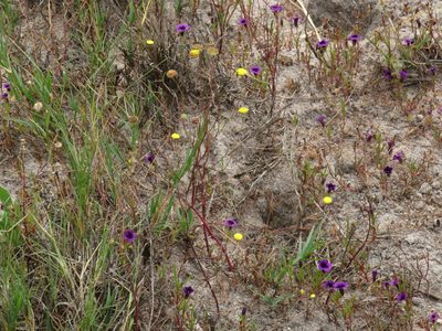 Cotula vulgaris, photographed by Jeremy Gilmore