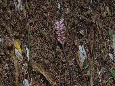 Lachenalia contaminata, photographed by Jeremy Gilmore