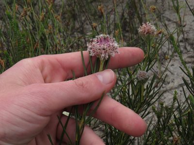 Serruria linearis, photographed by Jeremy Gilmore