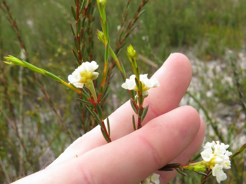 Lachnaea capitata, photographed by Jeremy Gilmore