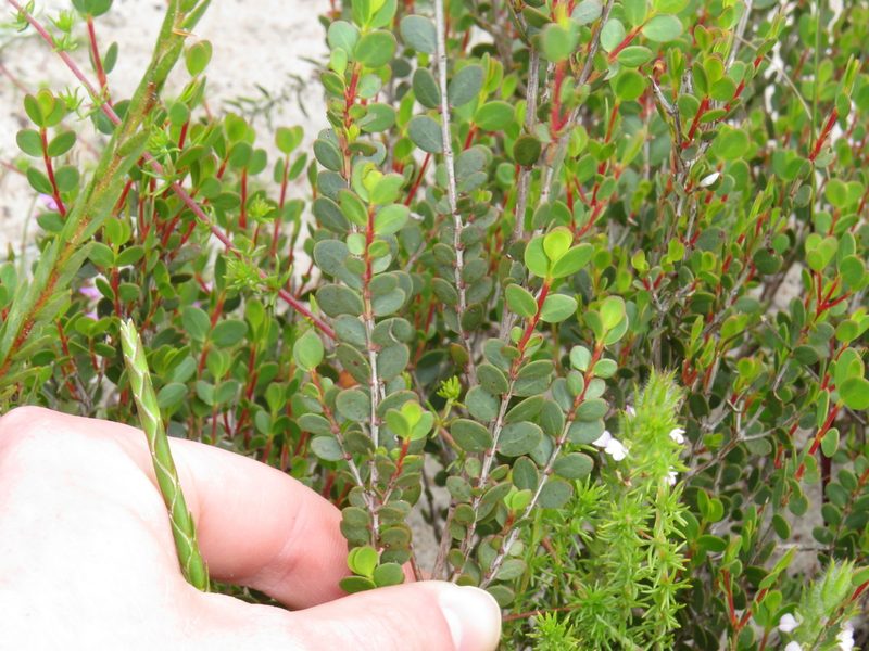 Penaea fruticulosa, photographed by Jeremy Gilmore