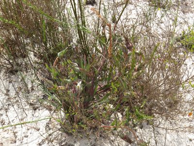 Skiatophytum flaccidifolium, photographed by Jeremy Gilmore