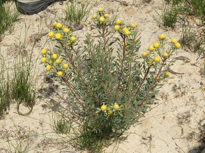 Leucadendron cinereum, photographed by Jeremy Gilmore